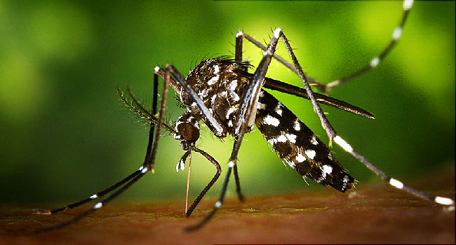 The New Malaria Vaccine News