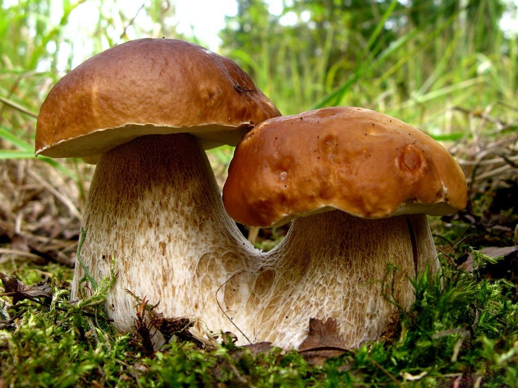 Mushroom and its health benefits