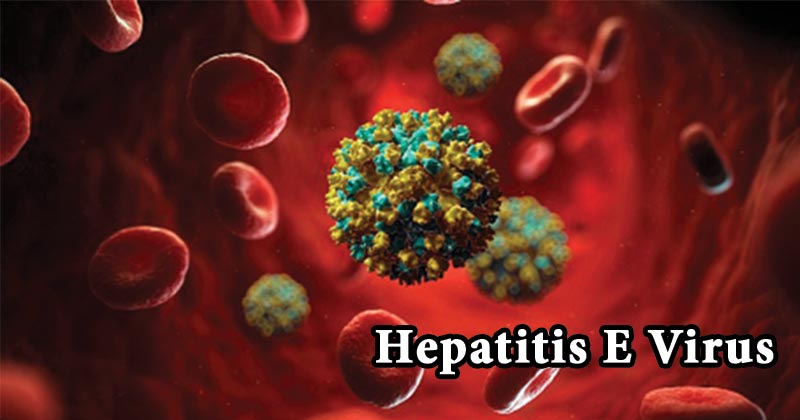 Hepatitis E virus (HEV) appears in male reproductive system